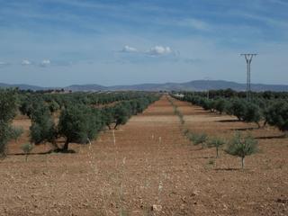 Mas à Carrión de Calatrava. Finca rúst. en venta en ciudad real.