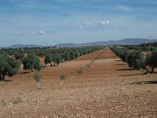 Bauernhof in Carrión de Calatrava. Finca rúst. en venta en ciudad real.