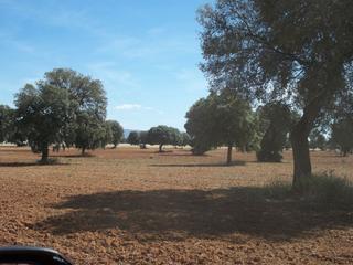 Masia a Centro - Plaza Mayor. Finca rúst. en venta en ciudad real.