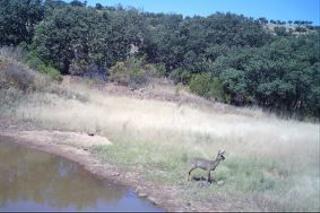 Masia a Cabeza del Buey. Finca de caza en venta en badajoz, 4 dormitorios.