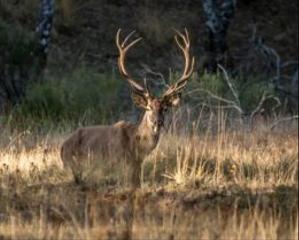 Mas à Cabeza del Buey. Finca de caza en venta en badajoz, 4 dormitorios.