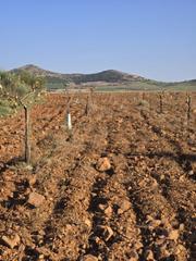 Mas à Torralba de Calatrava. Finca rúst. en venta en malagon.