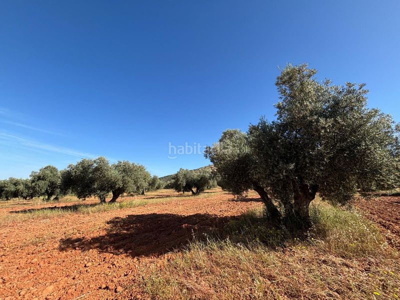 Foto fd815bed-4a65-4cf3-a8a3-1154c6550d03. Terreny residencial a Malagón