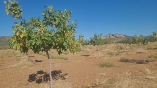 Bauernhof in Fuente el Fresno. Finca rúst. en venta en malagon.
