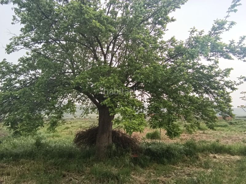 Foto c8b326eb-aec5-40a9-b3a7-a425ab2a5285. Masia a Fuente el Fresno