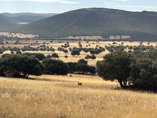 Mas à Orgaz. Finca rúst. en venta en toledo, 3 dormitorios.