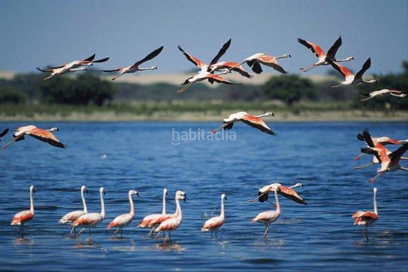 Foto 1fa9f844-c682-445b-985c-7d128c838513. Alquiler apartamento en carrer cartagena 10 en Playa Tamarit-Playa Lissa Santa Pola