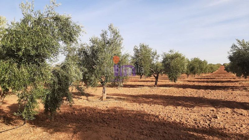 Foto ebb6a80d-0bbc-43d1-9953-716ba1139b6c. Masia a Valdepeñas