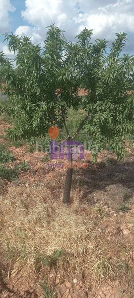 Foto 4edf7e5d-61fb-40e1-b231-dd0d3b08d936. Masia a Valdepeñas