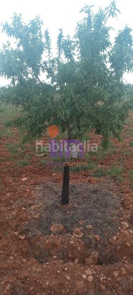 Foto ccc0fa0c-cc1d-49cd-8094-eede9db6dca7. Masia a Valdepeñas