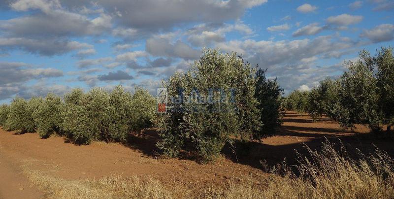 Foto 6a5b4b9e-3f15-4f13-a6d9-a5a2dd1f78a7. Nau industrial a Valdepeñas