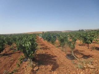 Mas à Valdepeñas. Valdepeñasfinca rustica