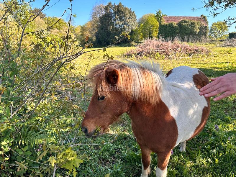 Foto 30035268-bbd4-4145-a8d1-dfdafc241adb. Casa a rúa argimiro gonzález neira 7 a Vedra