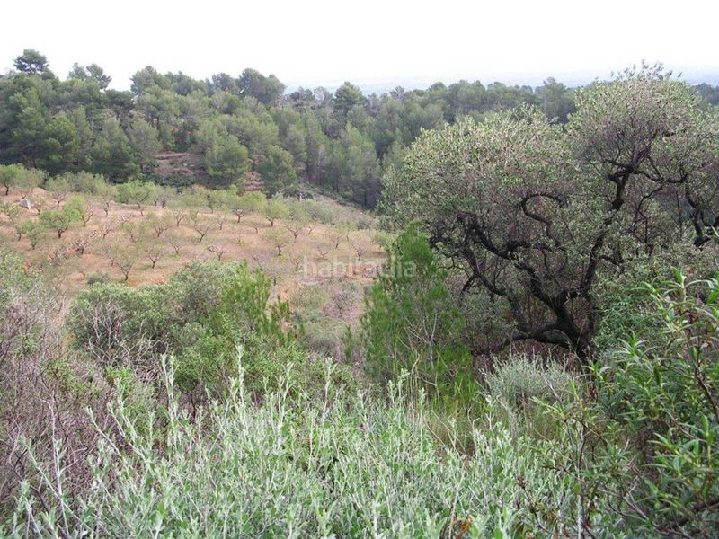 Foto 2198a185-f95a-4759-9693-74ae7e90306b. Finca rústica a Riudecanyes