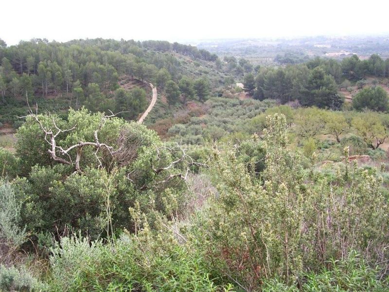 Foto e919f26b-dfc6-4169-be6c-88ae08f4c163. Finca rústica a Riudecanyes