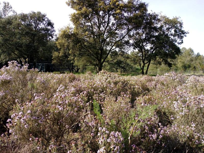 Foto 4ed6c9a1-1927-4157-9a75-f6de1d2a9a58. Finca rústica a Pla de Santa Maria (El)