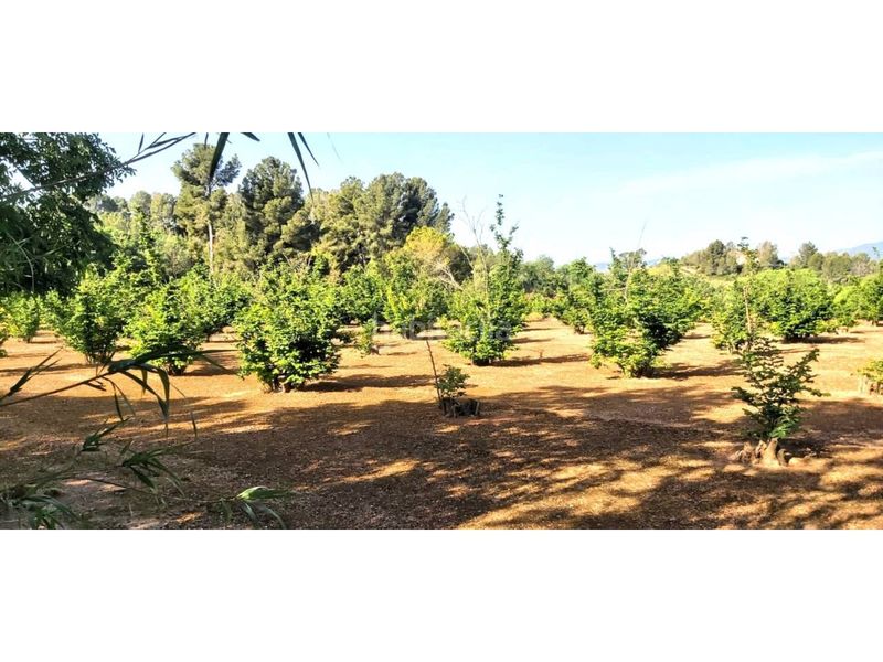Foto 5e1b0174-5cf5-4c16-b9a7-fc8d33519caa. Alquiler finca rústica terreno rústico en venta en Valls