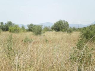 Finca rústica  Valls - alio (pol. 9 parc. 87) (pol.12 par.79). Terreno agrario
