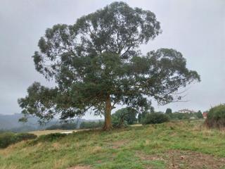 Landgut  N/a. Finca en villar, zona montico, (carreño) asturias, parte rústica