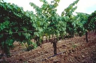 Landgut in La Ràpita. Finca mes vinya d'alt rendiment amb pou d'aigua, llum i magatzem