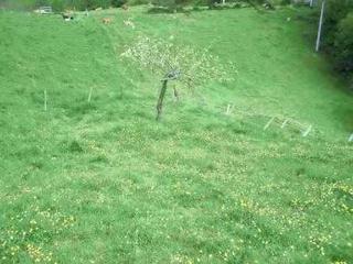 Terreno residencial en Parres. Venta de finca en el concejo de parres-arriondas.