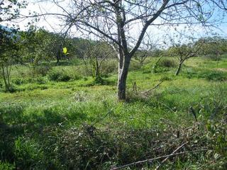 Terreno residencial en Parres. Venta de finca en el concejo de parres
