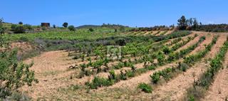 Finca rústica a N/a. Terreno con viña  y caseta de piedra – montferri | tarragona