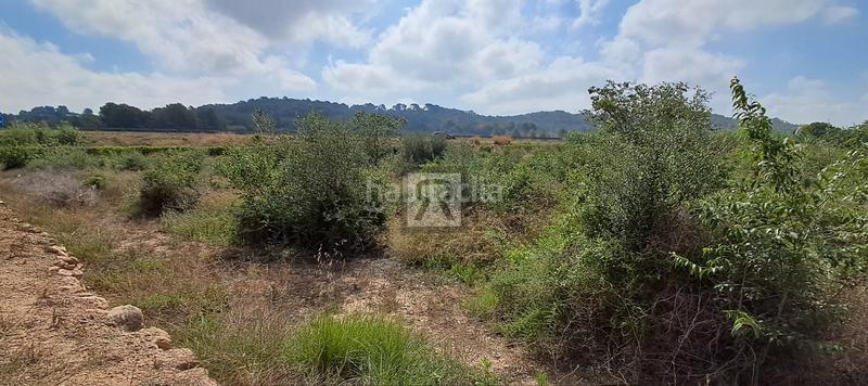 Foto 4f80e019-998e-46b3-b902-6766d2fdeccd. Finca rústica a Valls