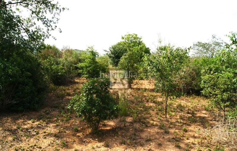 Foto a8caddcb-8824-4234-a56e-3dddc209cc4c. Finca rústica a Valls