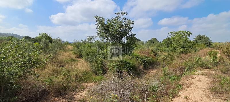 Foto e982ce3c-191a-4ad2-9235-5945db376007. Finca rústica a Valls