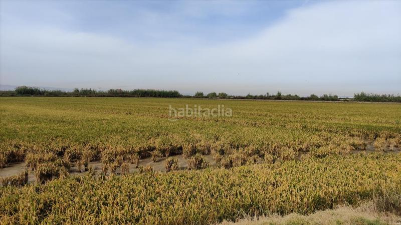 Foto 72e985a8-15f3-4d82-b960-037261e7ad84. Rural plot in bases. Sollana in Sollana