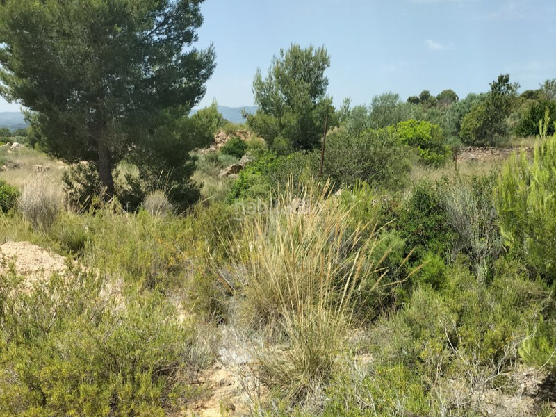 Foto 7b82a3e3-693e-49b2-a29d-f6b3587992b7. Landgut in pta. chacarell pol 27 in Vilamarxant