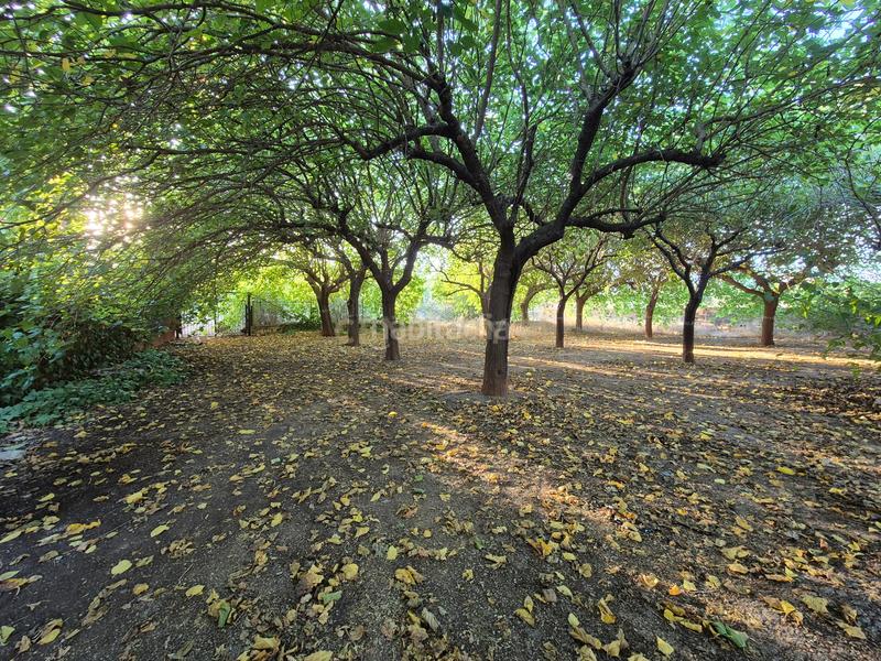 Foto bbc32032-24b8-4db0-b0ff-53786d4bab23. Casa a marchuquera-bases a Palma de Gandía