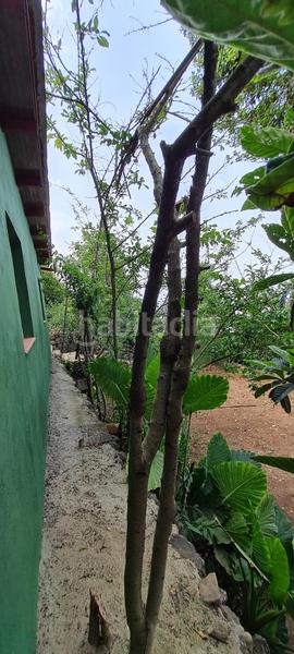 Foto 01b992d1-122f-42cb-bb41-92042e925668. Masia a La Vega - El Amparo - Cueva del Viento Icod de los Vinos