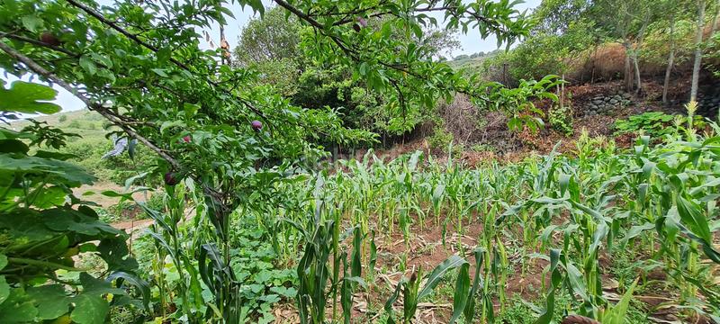 Foto 3bd4b62f-41cd-4139-9d61-e5e75ae900fc. Masia a La Vega - El Amparo - Cueva del Viento Icod de los Vinos