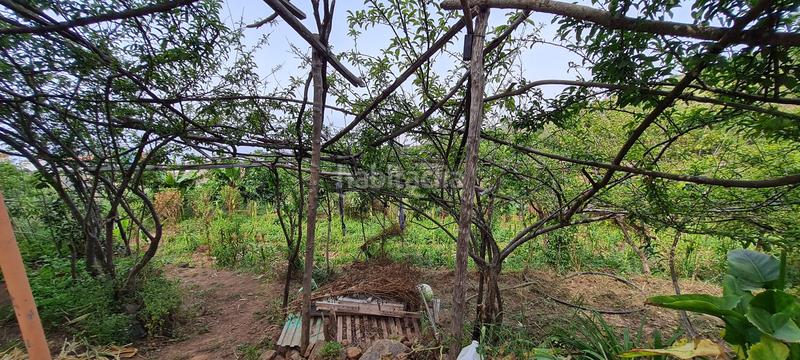 Foto 4ec08280-9138-427d-bd9c-ac00072fec03. Masia a La Vega - El Amparo - Cueva del Viento Icod de los Vinos