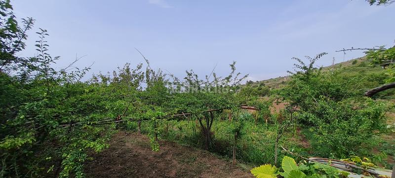 Foto 5d4af3f0-cc6d-4cc1-9b6a-b9604886bd7d. Masia a La Vega - El Amparo - Cueva del Viento Icod de los Vinos