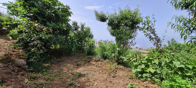 Foto 841f234b-dc09-4f25-8c3c-cee82b6d502f. Masia a La Vega - El Amparo - Cueva del Viento Icod de los Vinos