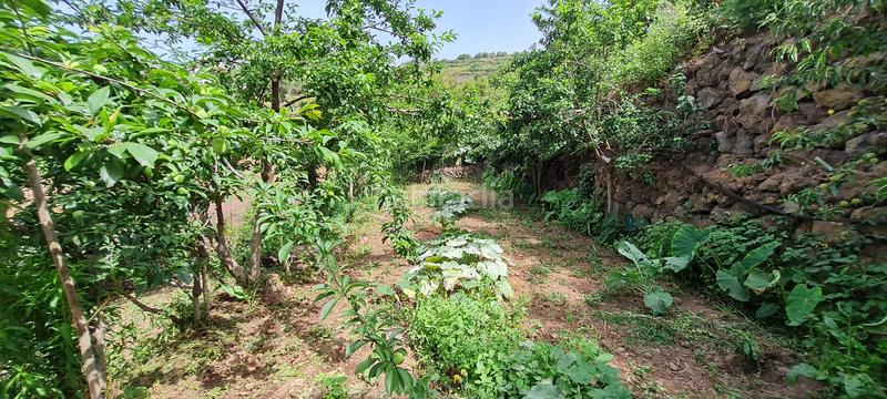 Foto 86bf1e4f-fbbb-4fd0-8d01-e919d0a60d3c. Masia a La Vega - El Amparo - Cueva del Viento Icod de los Vinos