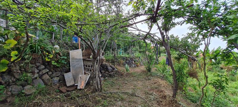 Foto b56076f9-2f39-4378-a963-bb546b8076bb. Masia a La Vega - El Amparo - Cueva del Viento Icod de los Vinos