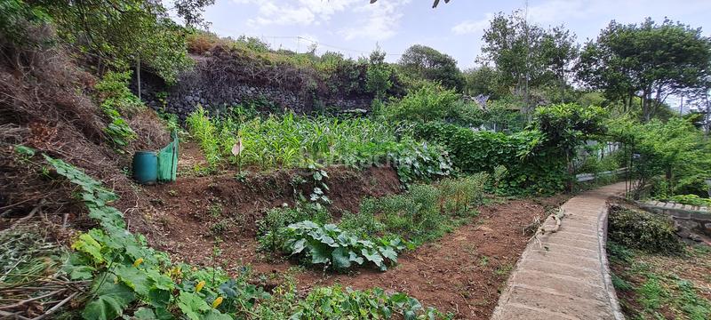 Foto d525a62d-7300-4dec-b989-155d2a6b3fd3. Masia a La Vega - El Amparo - Cueva del Viento Icod de los Vinos