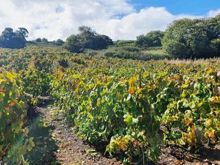 Finca rstica  De juan alonso. Terreno rstico en ravelo el sauzal