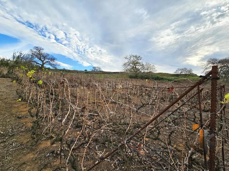 Foto 4da116d2-292c-4b7b-ac14-3668c4512369. Finca rústica terreno rústico en ravelo el sauzal en Sauzal (El)