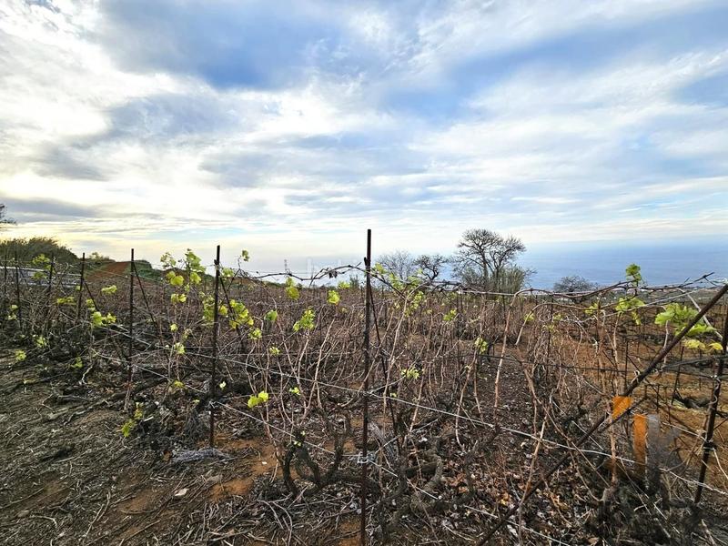 Foto ada128c4-1406-48d9-8e02-f1f1bf7625ca. Finca rústica terreno rústico en ravelo el sauzal en Sauzal (El)