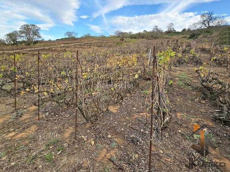 Foto b5137022-13b8-4f32-9e82-f07054981559. Finca rústica terreno rústico en ravelo el sauzal en Sauzal (El)
