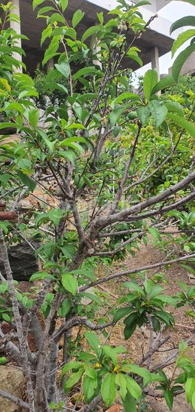 Foto 4593ec7f-4b5a-41f3-9acc-96e5856ab28a. Finca rústica a Las Mesas - El Toscón Palmas de Gran Canaria (Las)