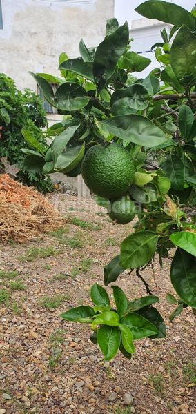 Foto 5850d116-ec73-4ff9-a316-f17d10f68709. Finca rústica a Las Mesas - El Toscón Palmas de Gran Canaria (Las)