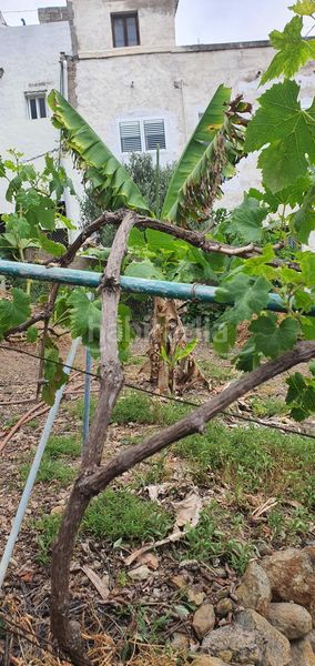 Foto 64c42579-20bd-4f2c-8cee-4023ece335e4. Finca rústica a Las Mesas - El Toscón Palmas de Gran Canaria (Las)