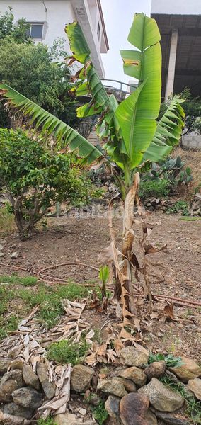 Foto 811ecd65-60c5-4d75-bb63-e20baffd3c76. Finca rústica a Las Mesas - El Toscón Palmas de Gran Canaria (Las)