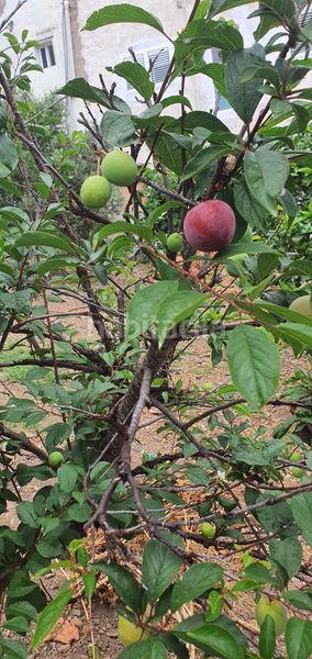 Foto e515f575-7bf8-4858-9d8b-e674b7e00c04. Finca rústica a Las Mesas - El Toscón Palmas de Gran Canaria (Las)